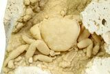 Fossil Crab (Potamon) Preserved in Travertine - Turkey #350884-3